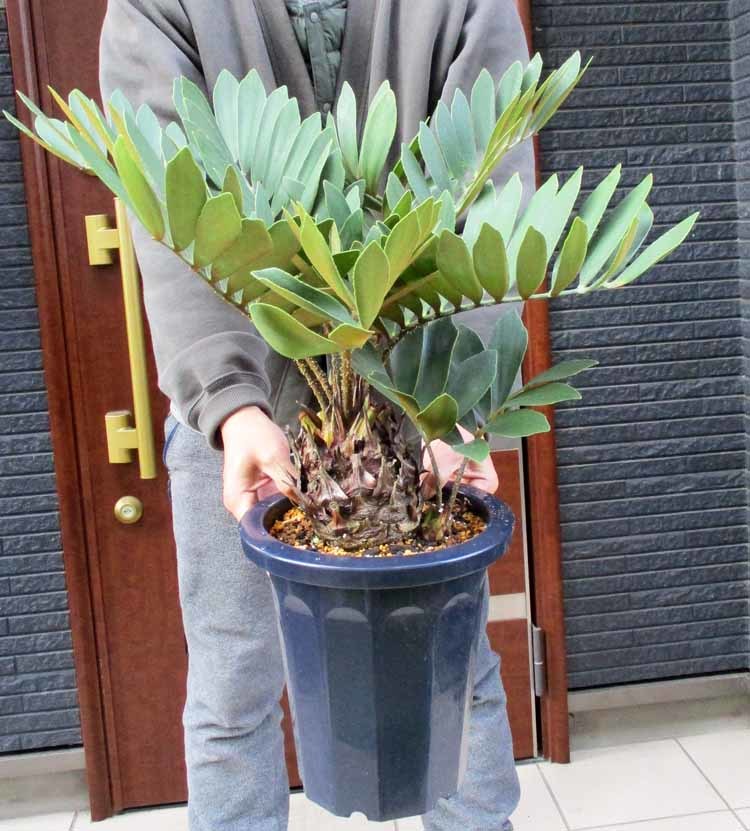 希少 メキシコ ザミア メキシコ蘇鉄 大株 ザミア 現品良株 - ザミア(メキシコソテツ・メキシコ蘇鉄 | メキシコ