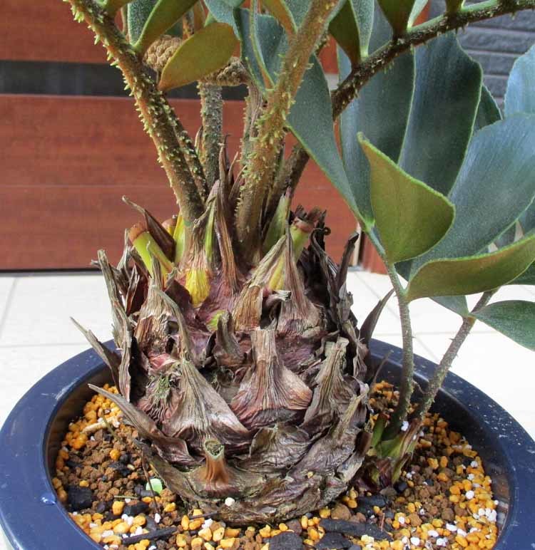 ザミア 現品良株 - ザミア(メキシコソテツ・メキシコ蘇鉄 | メキシコ