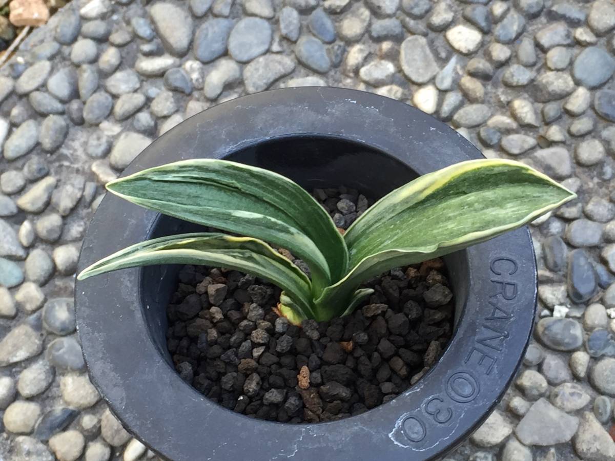 オモト 万年青 「華宝」