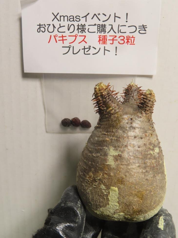 サ5214 「塊根植物」パキポディウム グラキリス SS 抜き苗【最新到着