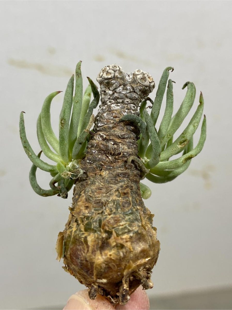 サ4742 「塊根植物」チレコドン ペアルソニー 抜き苗【最新到着・Xmas種子プレゼントイベント開催・ Tylecodon pearsonii・白象】