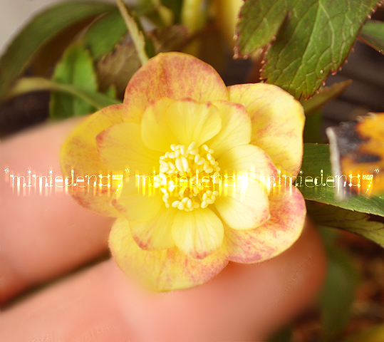 クリスマスローズ 極小輪多花ピンク 株分け前提 趣味の園芸 クリスマス