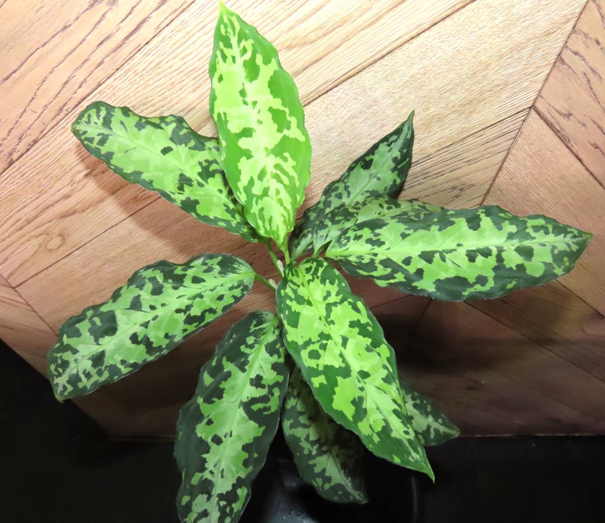 【NEO.東大阪】年末大放出祭 Aglaonema pictum tricolor タグ落ち　親株　大株　株分けできます