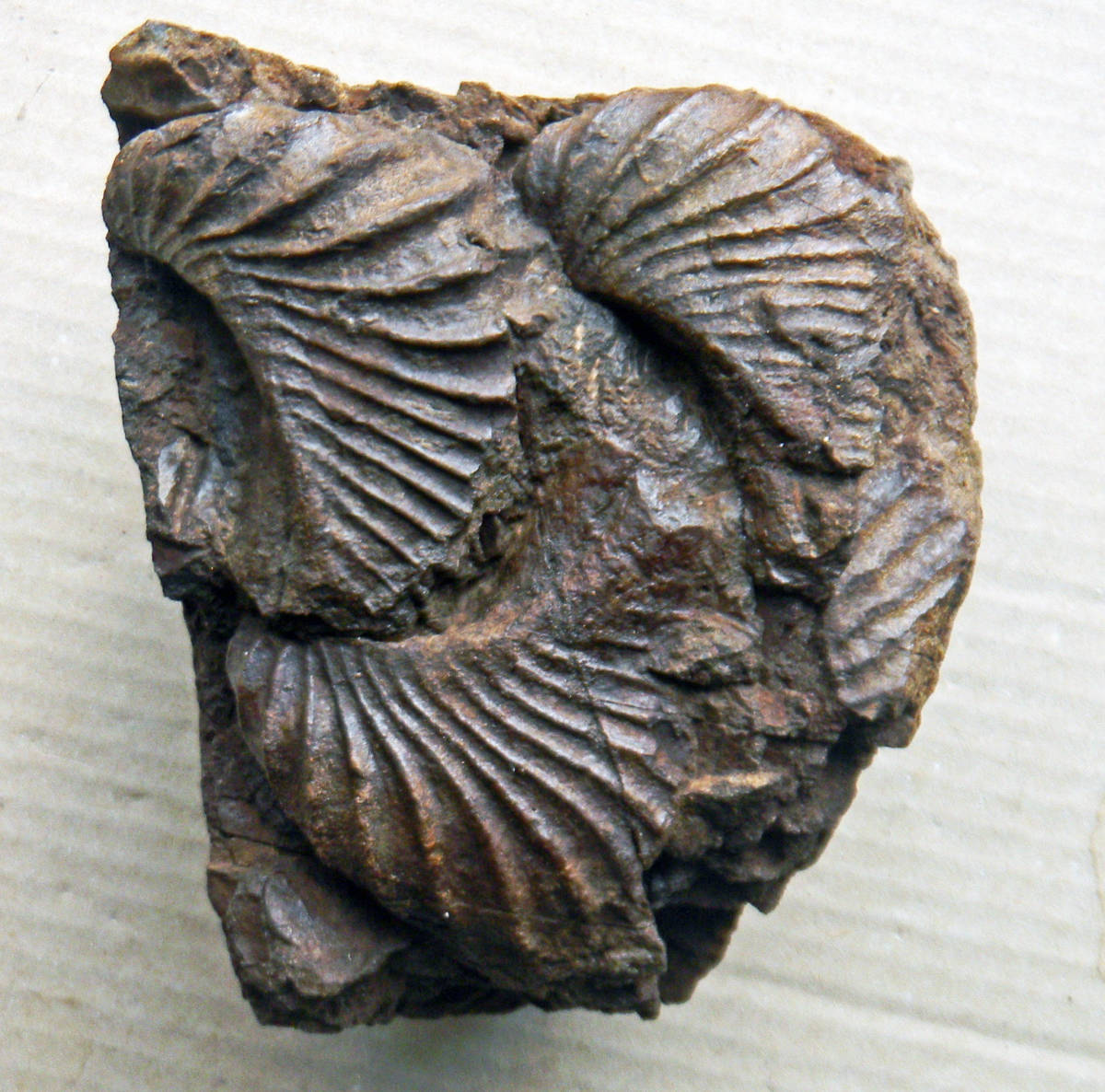 日本の化石　群馬県多野郡神流町　石堂層のプテロトリゴニア・ポシリフォーミス　Pterotrigonia(p)pocilliformis
