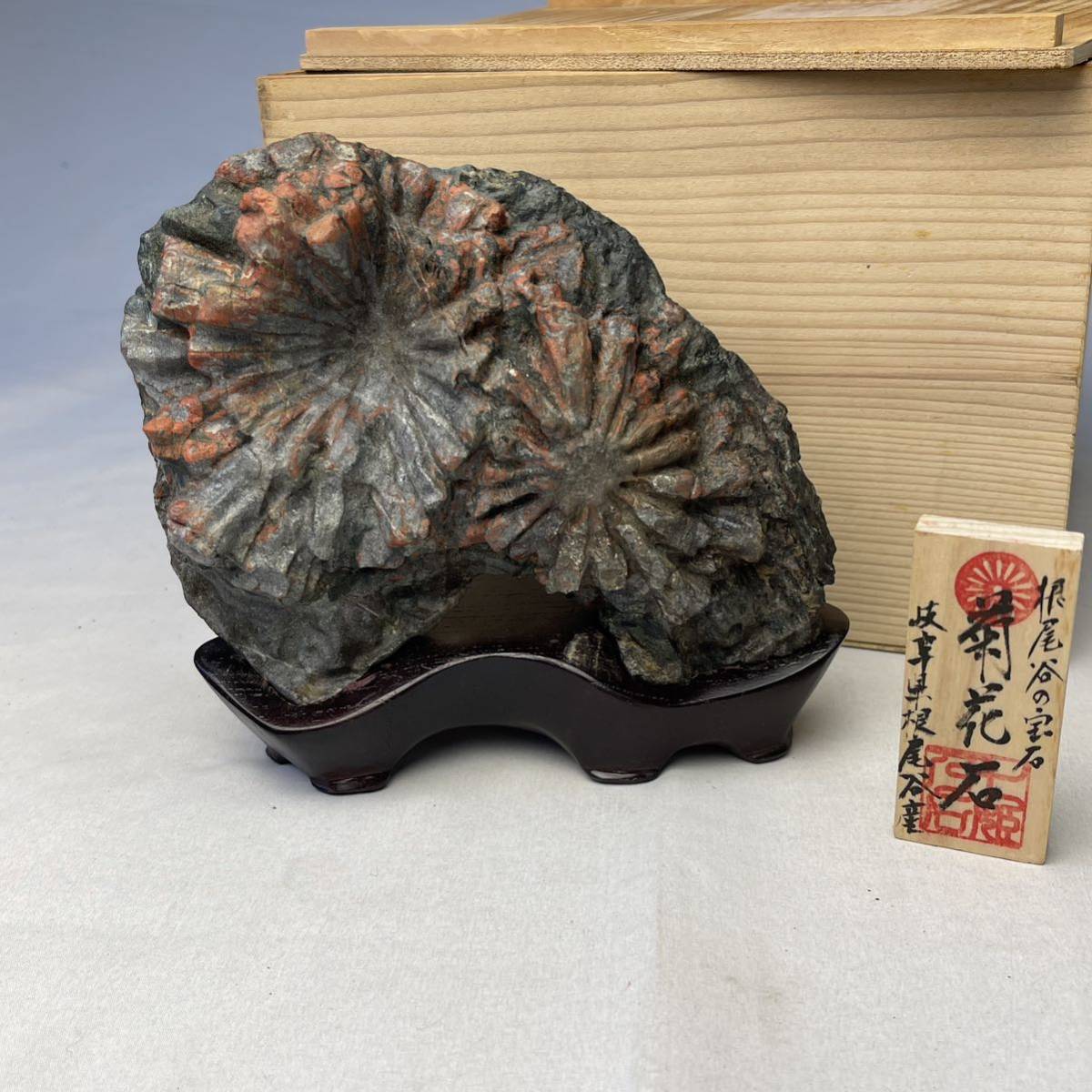 菊花石 岐阜県 根尾谷産 台座・立札・木箱付 / 観賞石 水石 盆石 自然