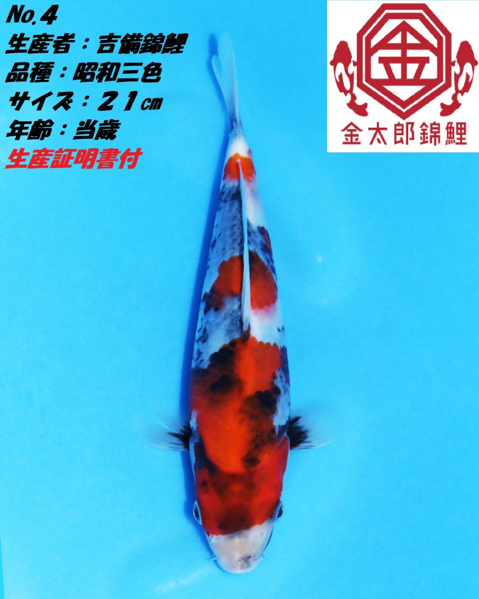 ◇革命鯉◇ №4 【2月はヤフオク盛り上げるぞ！！第三弾】 吉備錦鯉産