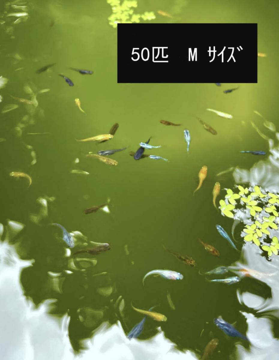 ■めだかミックス■メダカMIX■50匹（Mサイズ）+α　※引取不可/同梱不可_1