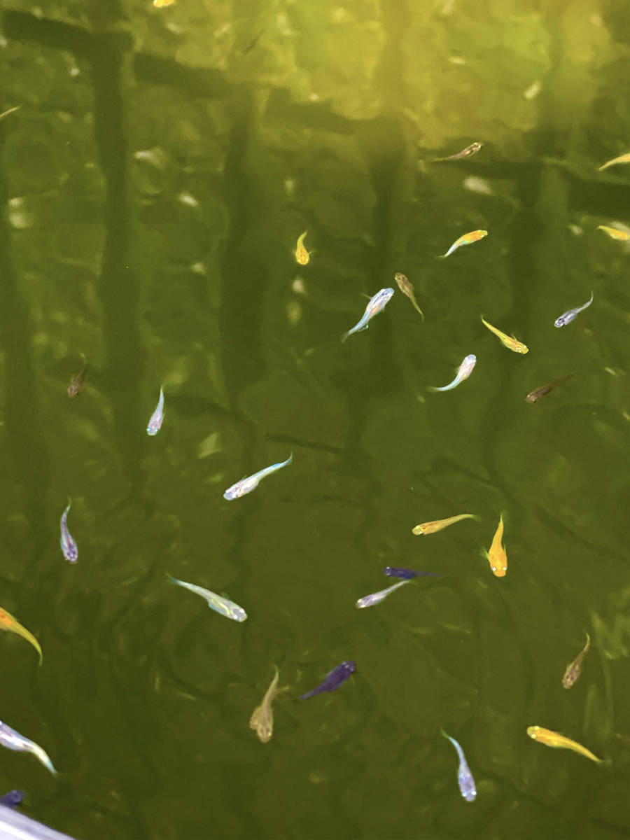 ■めだかミックス■メダカMIX■50匹（Mサイズ）+α　※引取不可/同梱不可_2