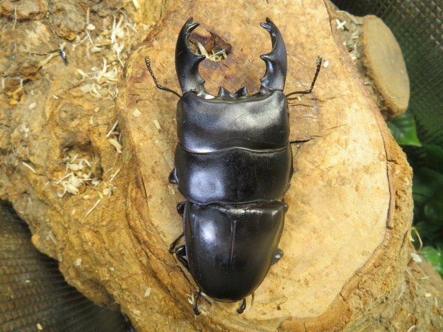 NO3　アルキデスヒラタクワガタ　♂87ミリ♀40ミリ・アチェ・胸幅35.4ミリ・短歯・WD・成虫・昆虫販売アリスト_1