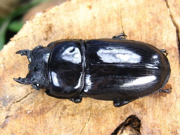 NO3　アルキデスヒラタクワガタ　♂87ミリ♀40ミリ・アチェ・胸幅35.4ミリ・短歯・WD・成虫・昆虫販売アリスト_2