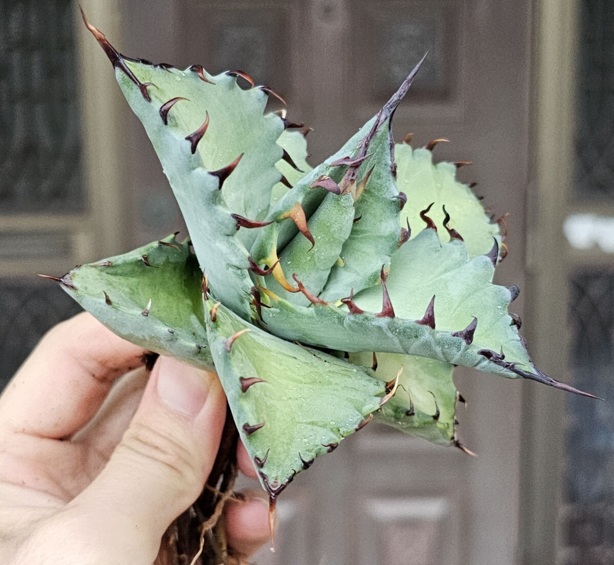 マルガリータハイブリッド 検（agave チタノタ チタノータ アガベ 白鯨
