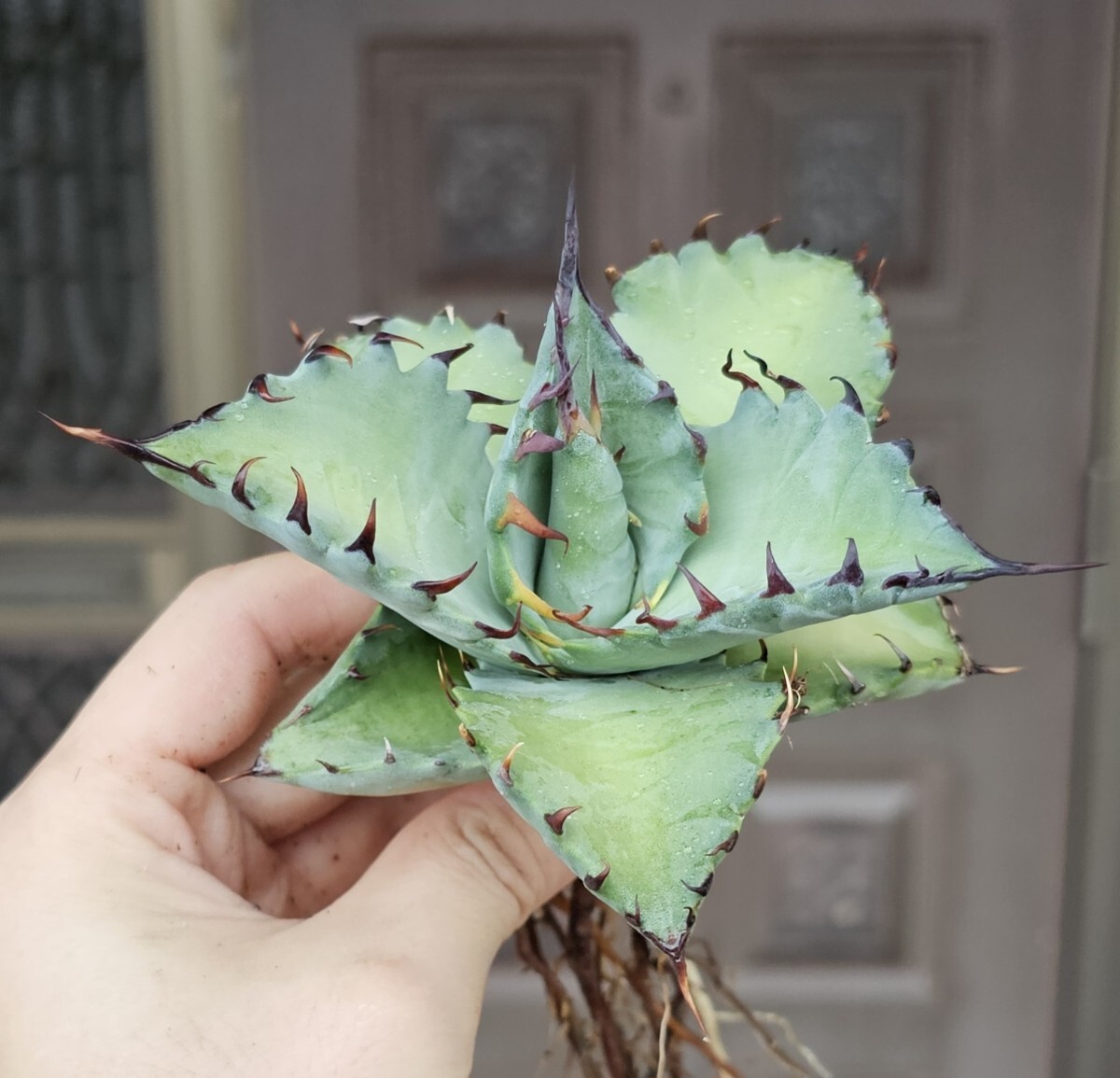 マルガリータハイブリッド 検（agave チタノタ チタノータ アガベ 白鯨