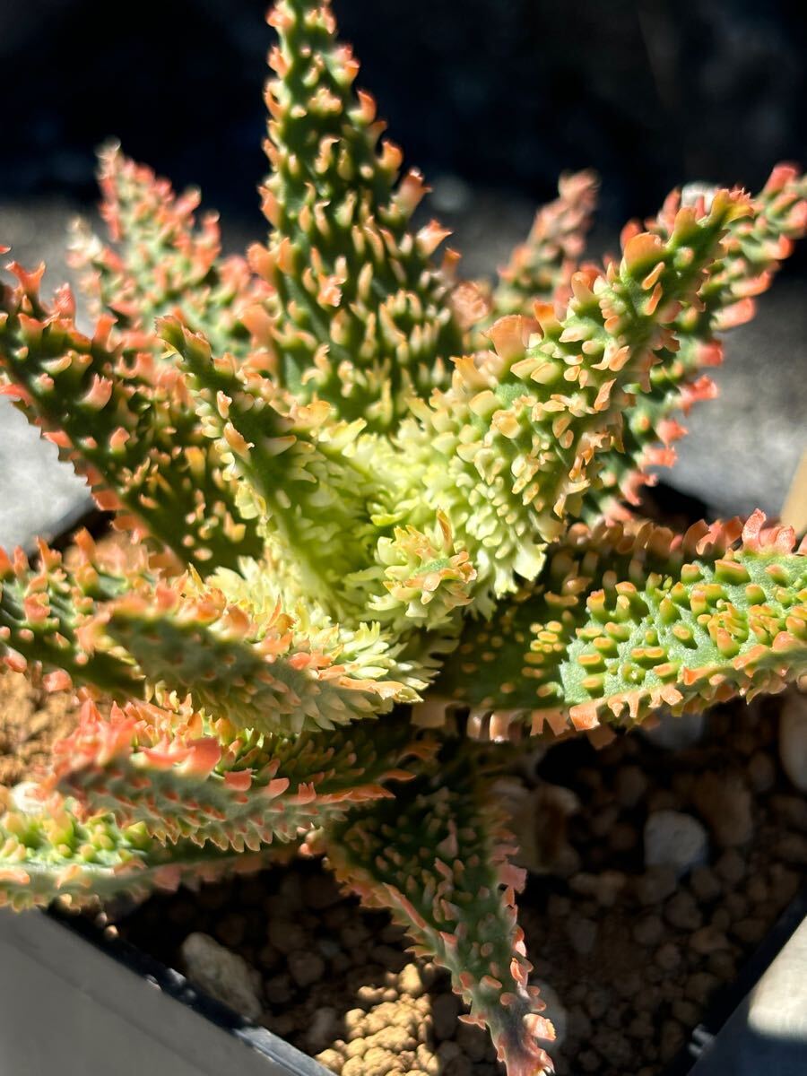 Aloe hybrid ⑦ アロエ ハイブリッド 実生 多肉植物(アロエ)｜売買され