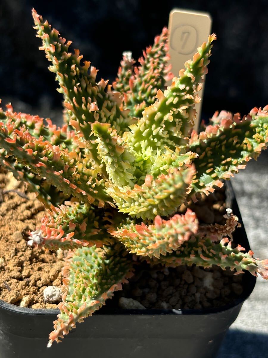 Aloe hybrid ⑦ アロエ ハイブリッド 実生 多肉植物(アロエ)｜売買され