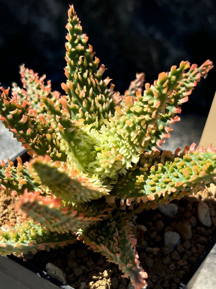 極上　アロエ　ハイブリッド　5株　セット　aloe hybrid 　実生 極上 アロエ ハイブリッド 5株 セット aloe hybrid 実生 極上 アロエ
