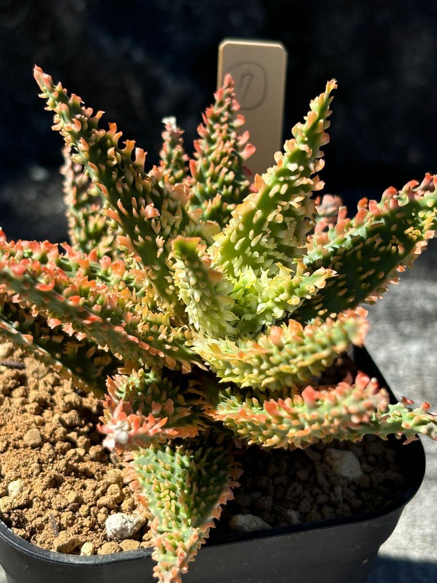 Aloe hybrid ⑦ アロエ ハイブリッド 実生 多肉植物(アロエ)｜売買され