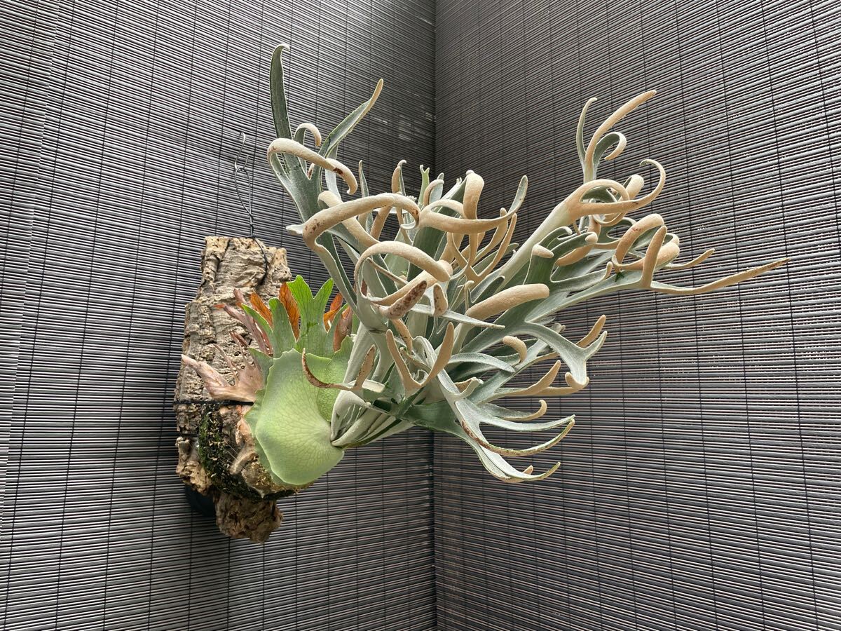 ☆きよし P. 'Hakuna Matata' ビカクシダ コウモリラン ハクナマタタ