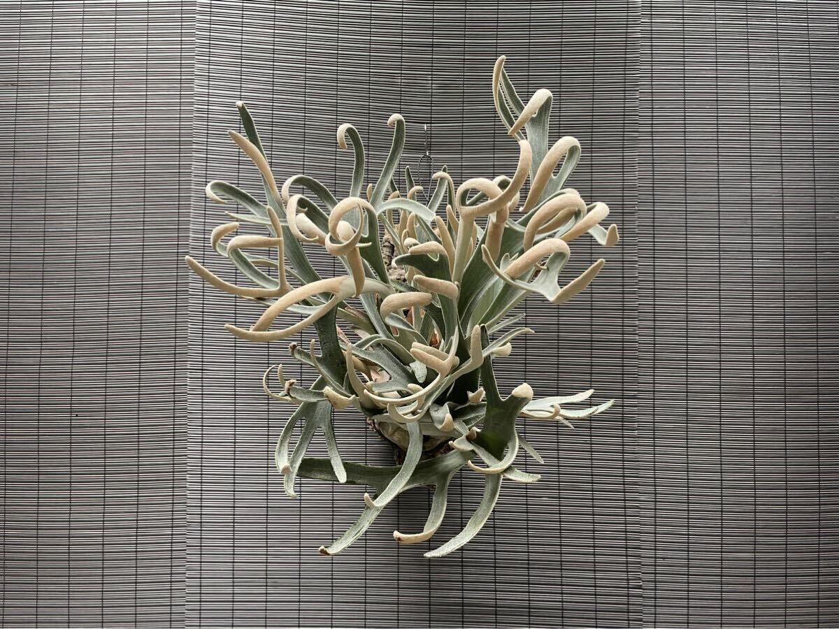 P.Hakuna Matata ビカクシダ コウモリラン matata(F301) artPLANTs