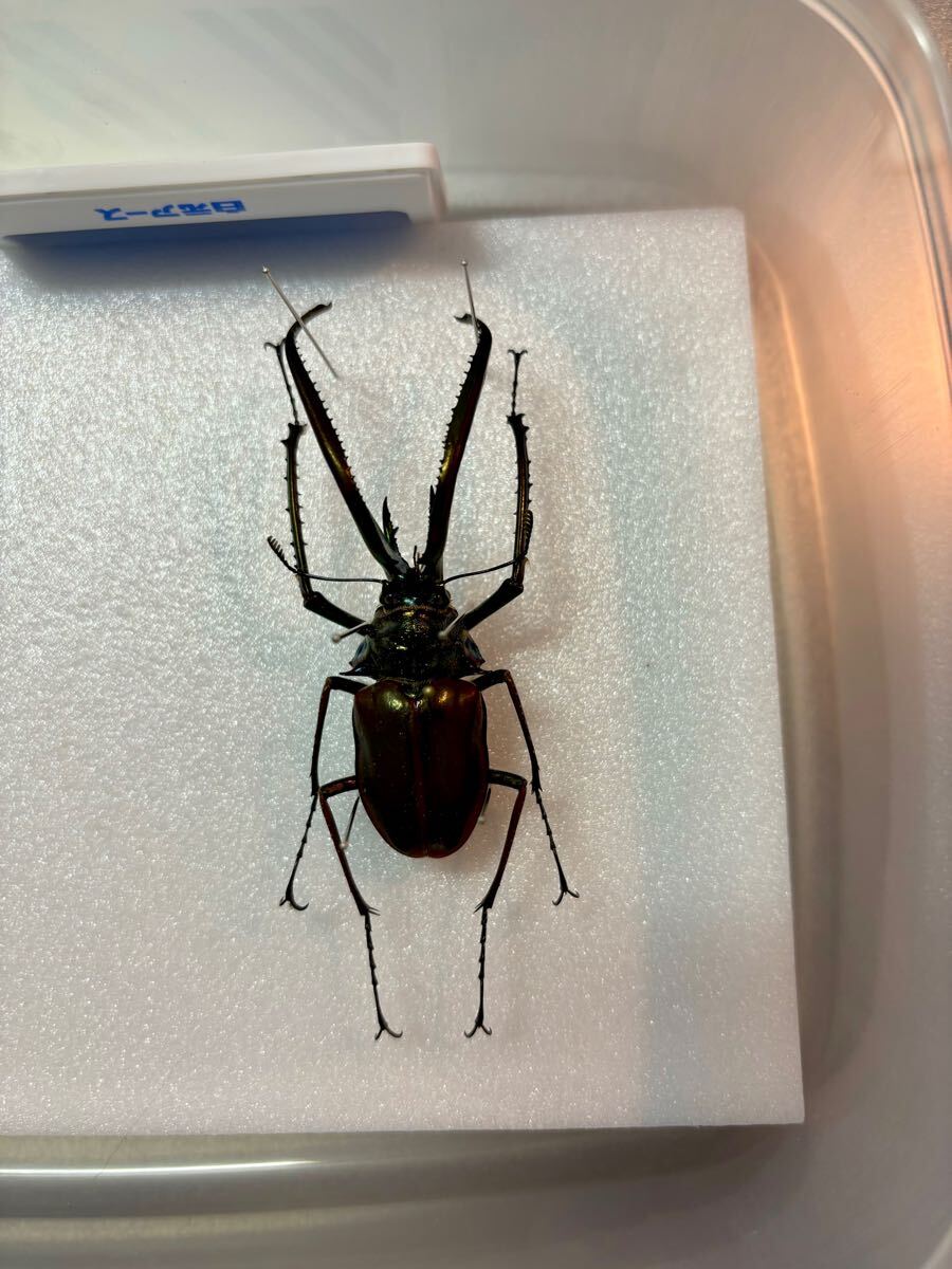 未展足73mmホロメタリクスチリクワガタ シワバネクワガタ