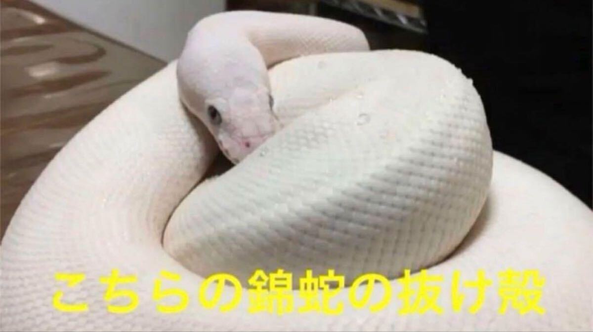 オルゴナイト 白蛇の抜け殻入り 金運 開運 魔除け 家内安全 【公式通販】