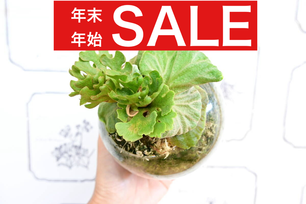 【年末年始セール!】P.ridleyi 'Dwarf Silvery' spored②　 @bikamori.com リドレイ ドワーフシルベリー　ビカクシダ　