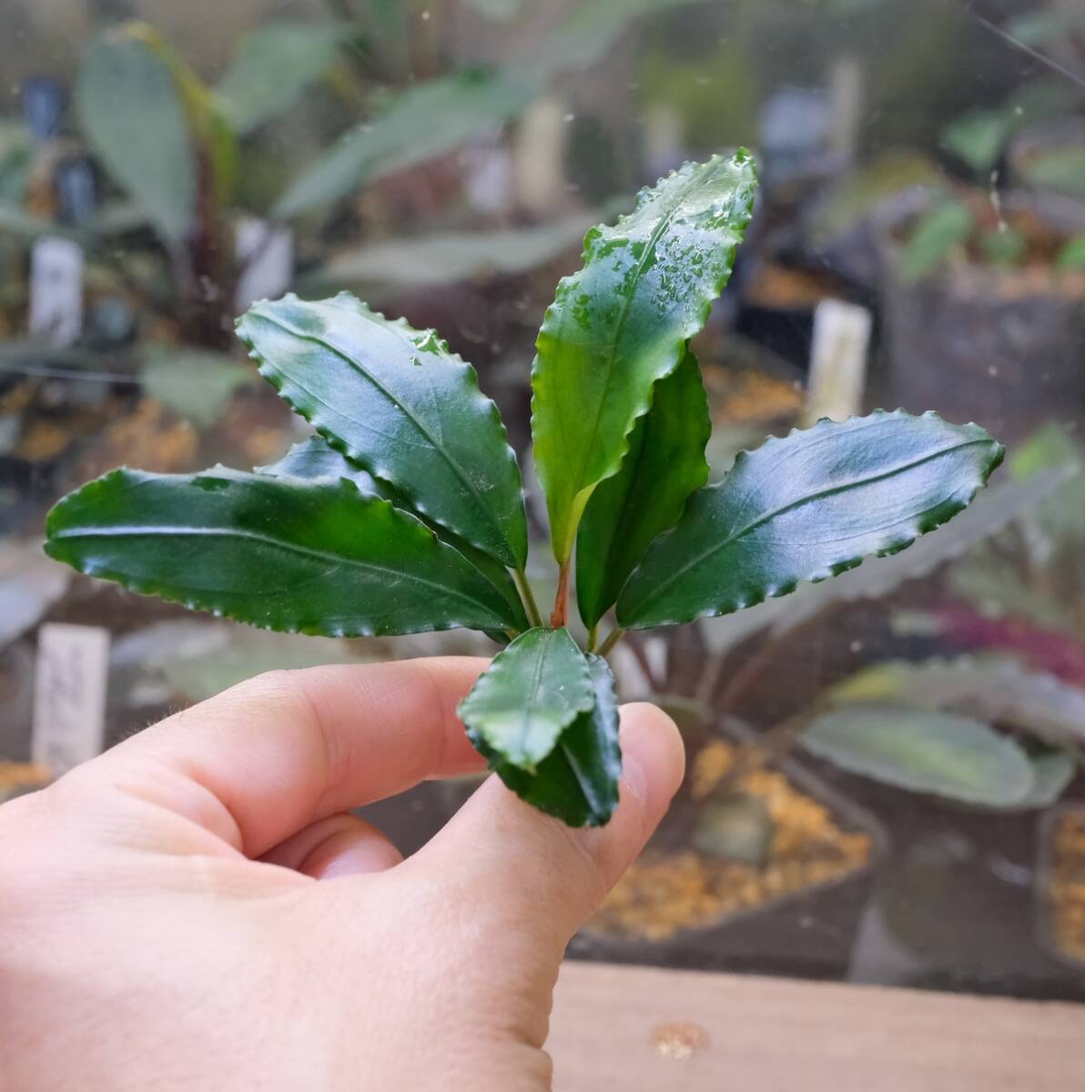 Bucephalandra sp. - ⁕ Aquarium Sanggau — at Plant Order Plants