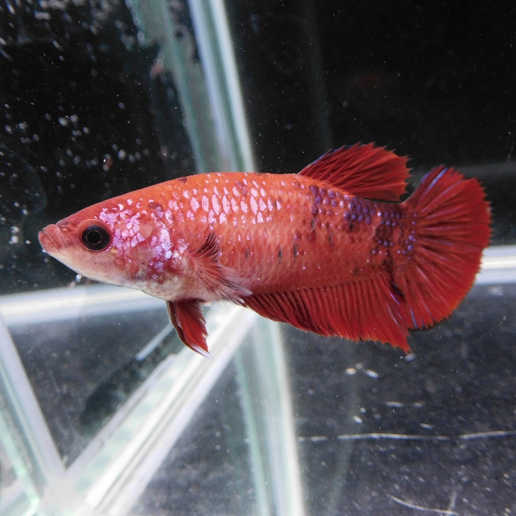 在庫処分価格　ベタ　プラカット　メス　コイカラー　05F0925-091　高知熱帯魚サービス　熱帯魚　生体_1