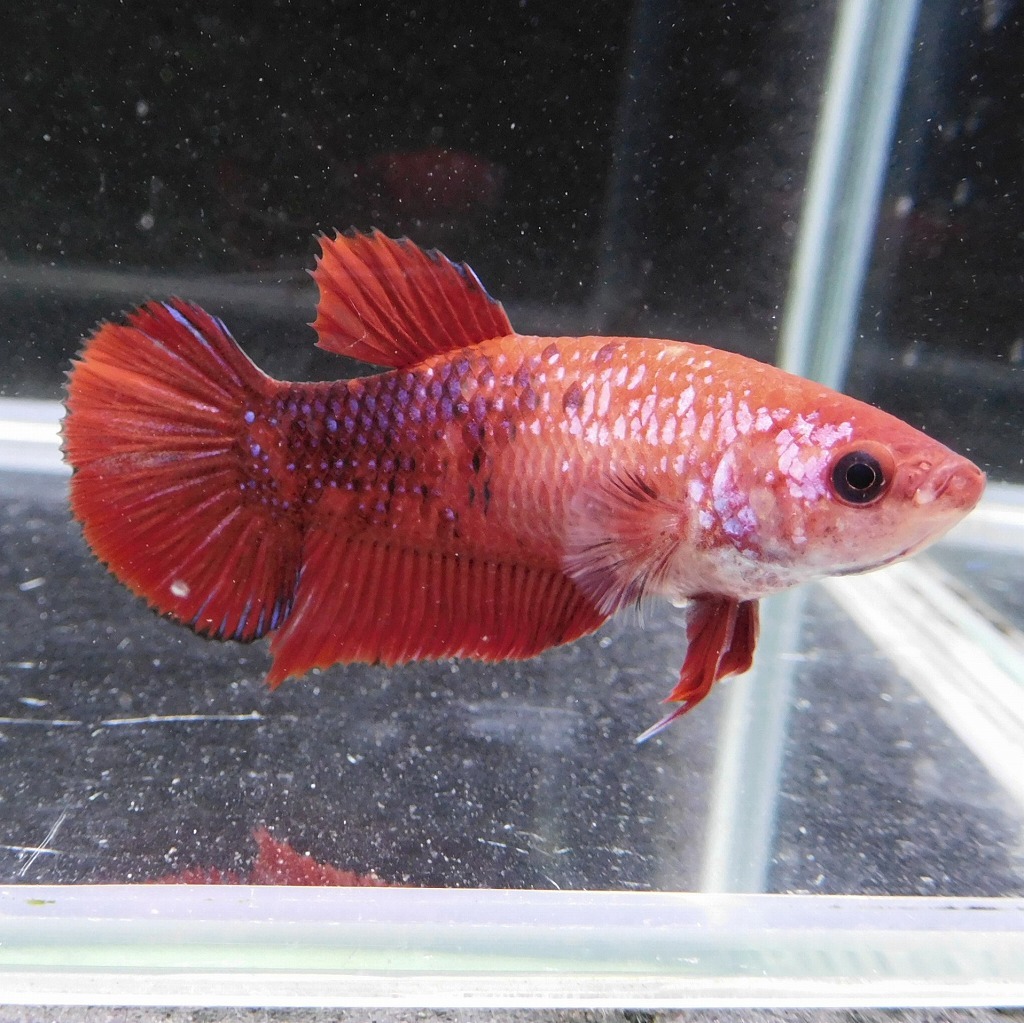 在庫処分価格　ベタ　プラカット　メス　コイカラー　05F0925-091　高知熱帯魚サービス　熱帯魚　生体_2