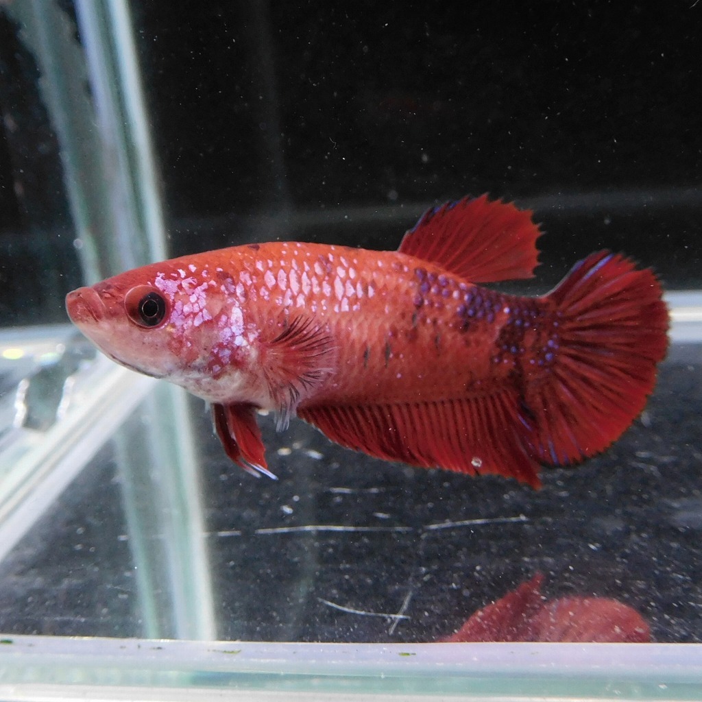 在庫処分価格　ベタ　プラカット　メス　コイカラー　05F0925-091　高知熱帯魚サービス　熱帯魚　生体_3