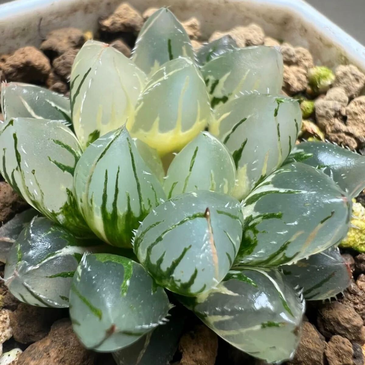 多肉植物　ハオルチア　OHオブツーサ錦　極上斑　巨大化