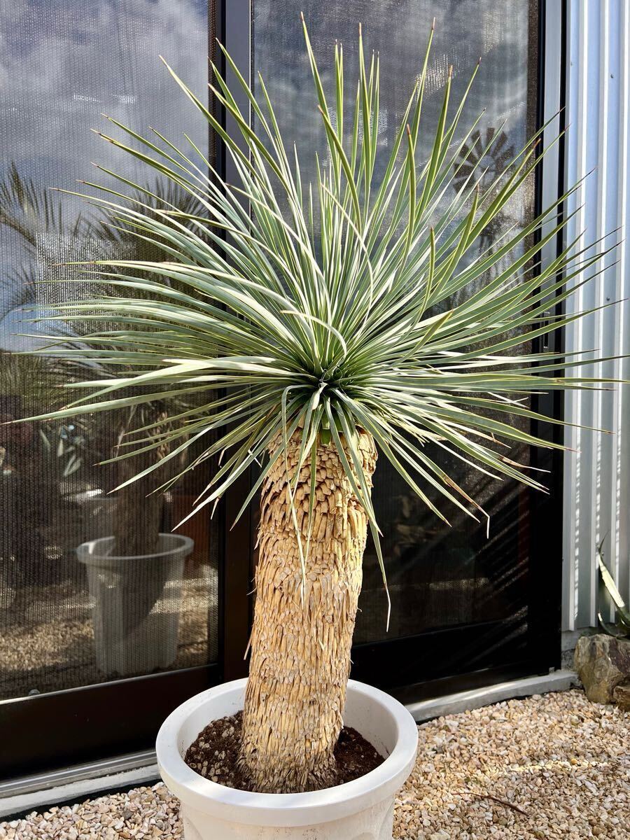 ユッカ ロストラータ Yucca rostrata 太株 太 ユッカ ロストラータ 発