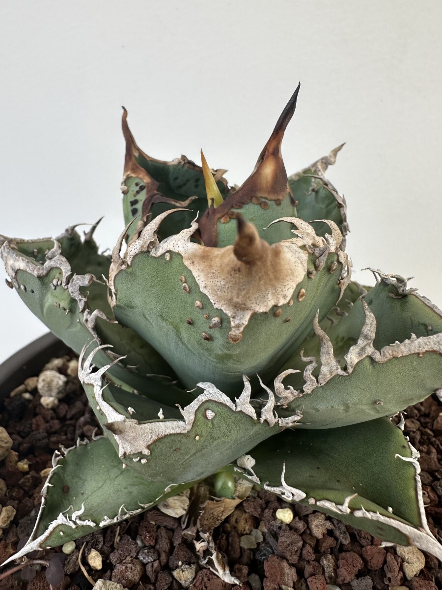 Yahoo!オークション チタノタ 星空 titanota アガベ Agave 「星空