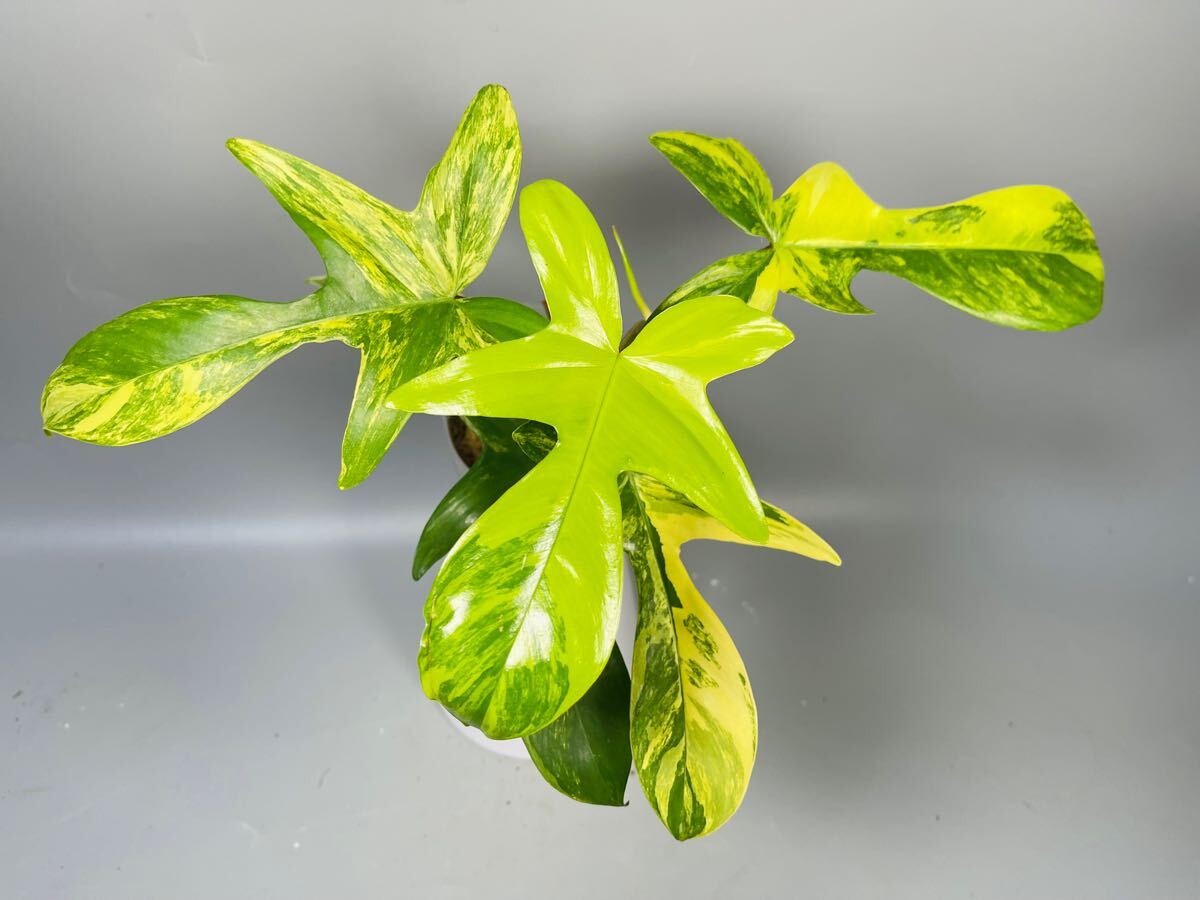 14」フィロデンドロンフロリダビューティー斑入り philodendron