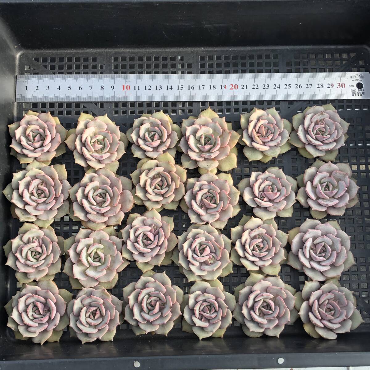 定番，安い エケベリア24個 0114-D167 ピンクバタフライ 多肉植物 カット苗 寄植え 出荷日1/17か18(サボテン)｜売買されたオークション情報、yahooの商品情報をアーカイブ公開 - オークファン サボテン