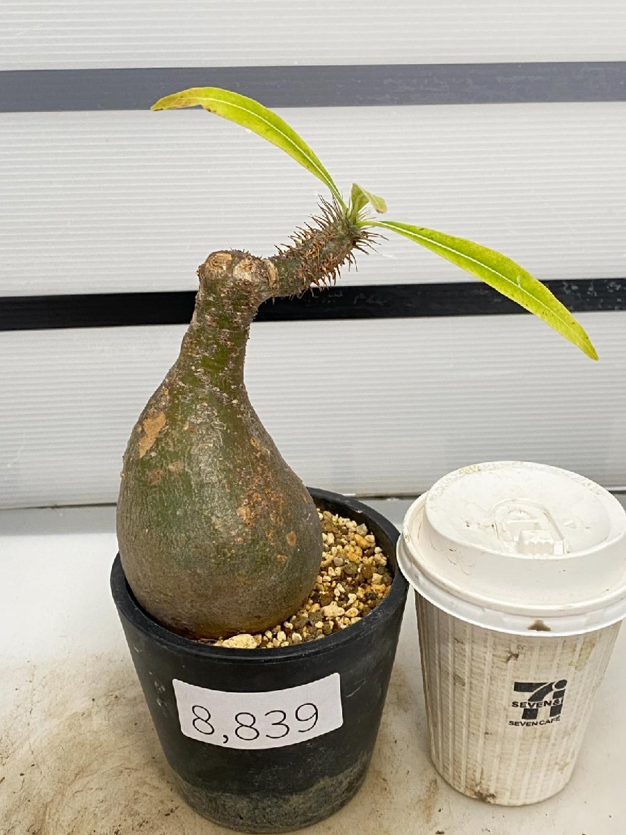8839 「塊根植物」パキポディウム グラキリス 植え【発根開始