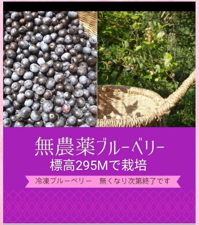 秋田県産 完全無農薬 ブルーベリー 3キロ 無農薬 冷凍オーガニック