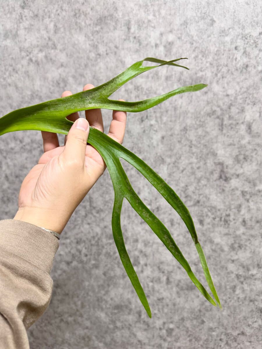 極細葉＊ ▽P.willinckii Wild Java▽ C27 ウィリンキー ワイルド