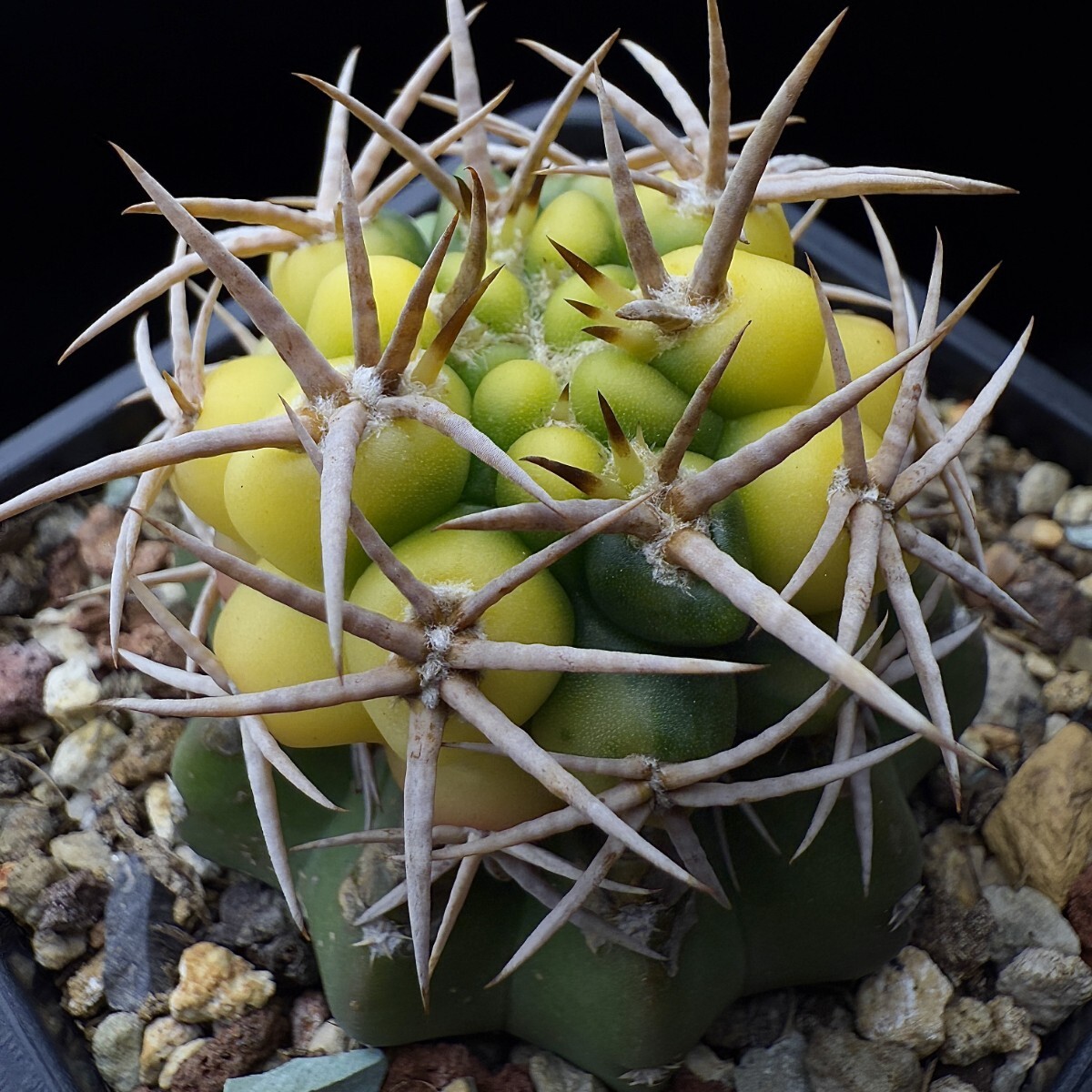 221E サボテン 多肉植物 ギムノカリキュウム フェロシオール錦 Gymnocalycium hybopleurum v.ferocior seedlings錦