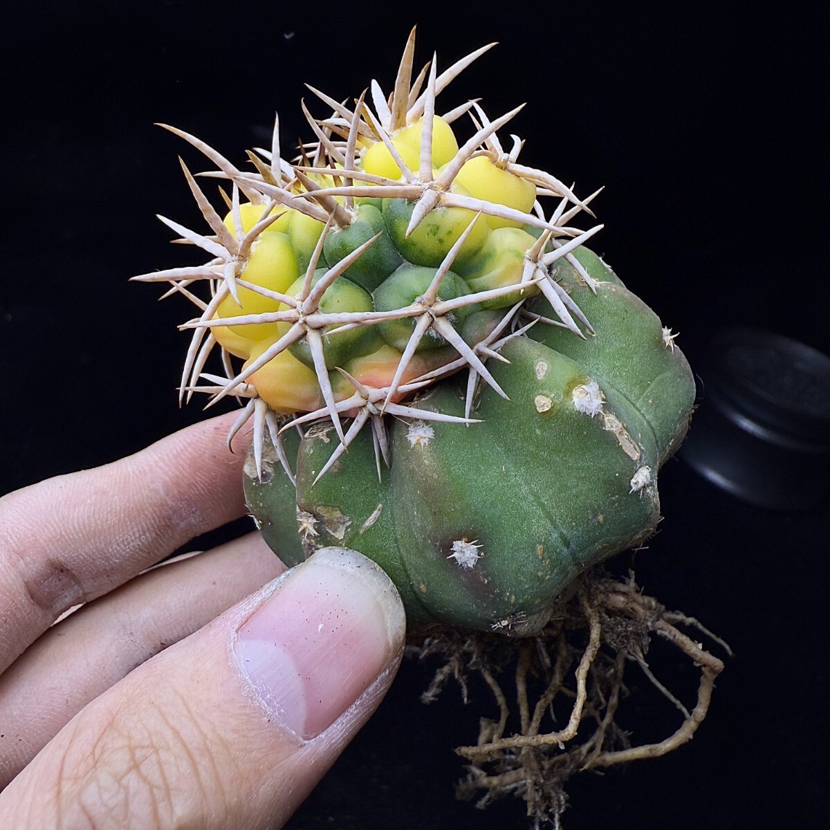 221E サボテン 多肉植物 ギムノカリキュウム フェロシオール錦