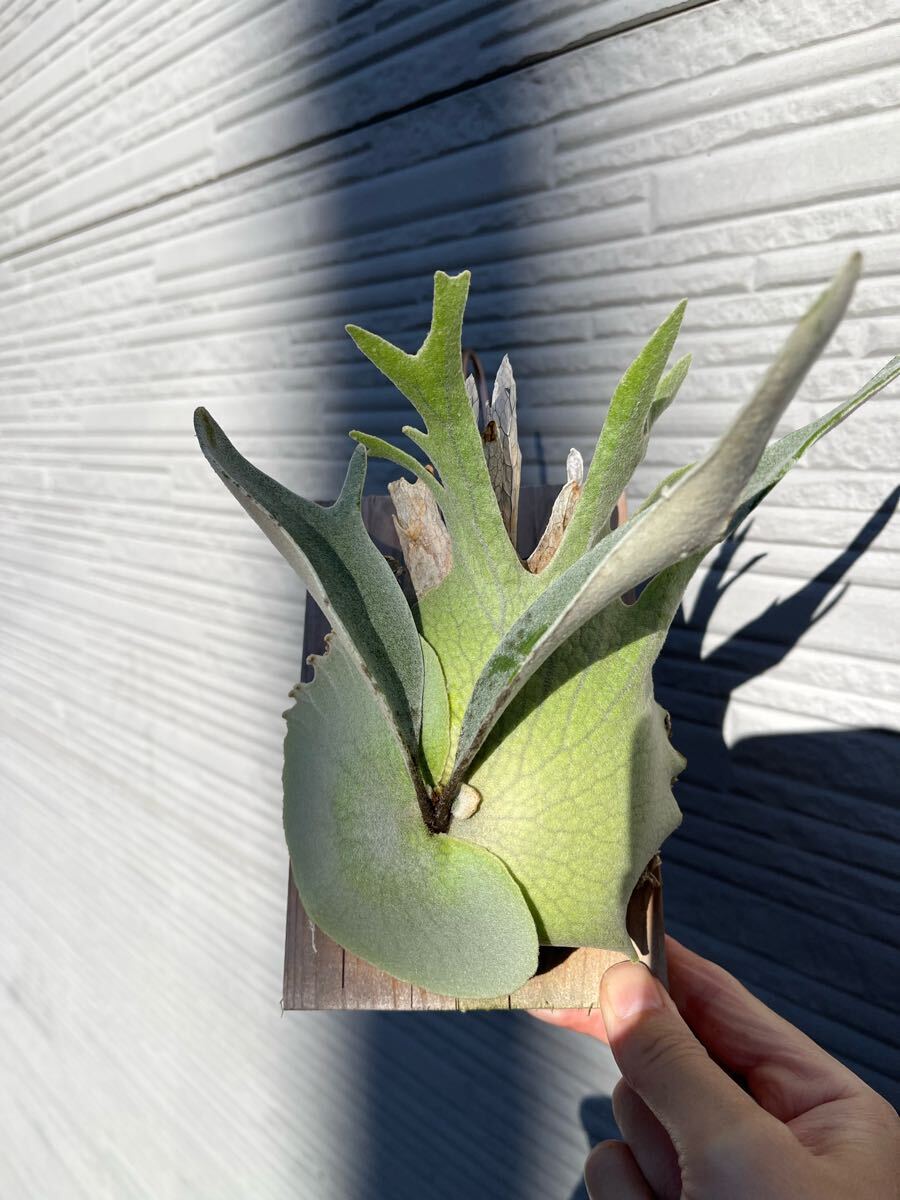 高品質，正規品 P.veitchii ビーチー ベイチー veitchii platycerium ビカクシダ コウモリラン(ビカクシダ、コウモリラン)｜売買されたオークション情報、yahooの商品情報をアーカイブ公開 - オークファン ビカクシダ、コウモリラン