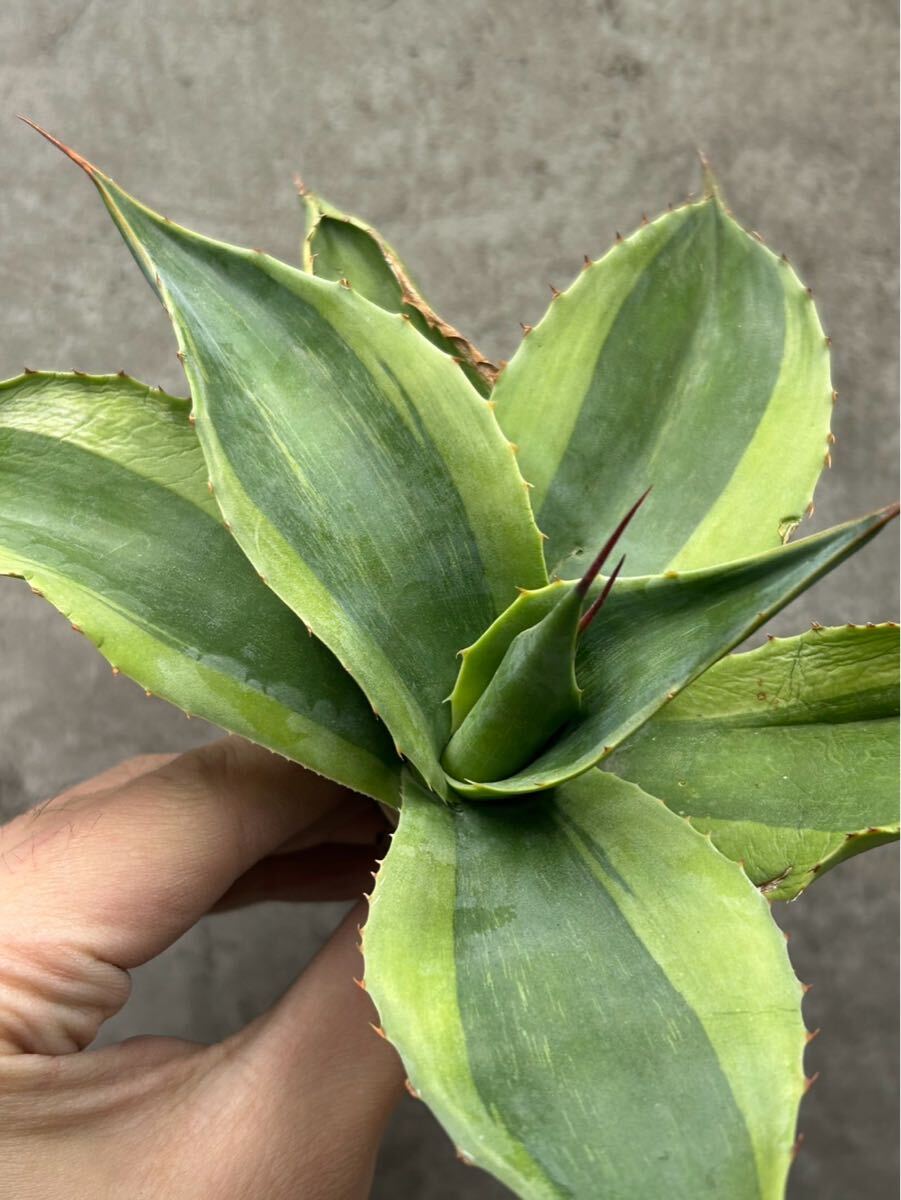 オバティ　キラー Agave ovatifolia ' Killer'アガベ オバティフォリア キラー 特大株