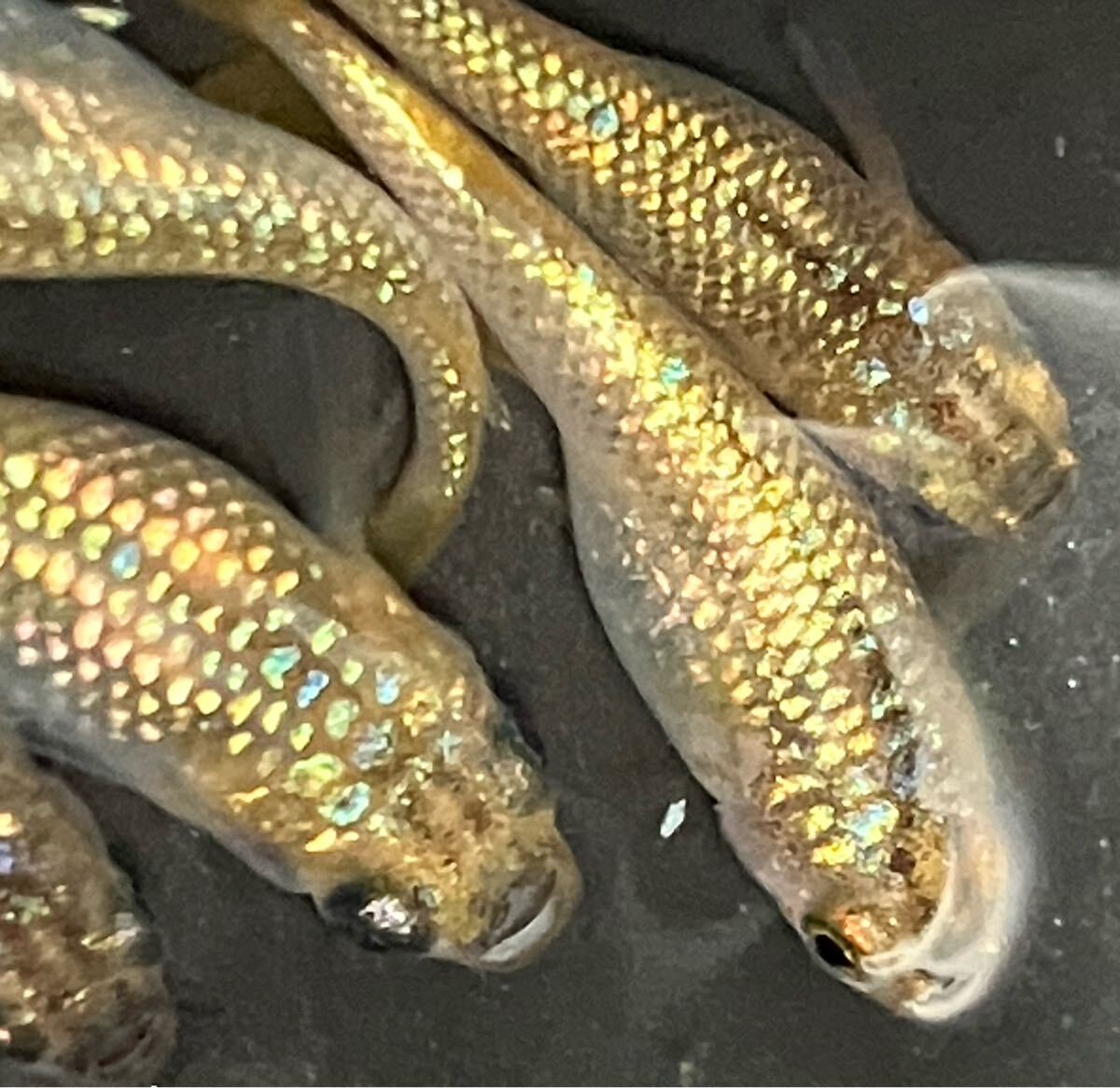 【無無乱メダカ】現物出品。スフィンクス、若魚2ペア（＋1匹）。1円スタート、送料185円（クリックポスト選択時）。めだか。メダカ。