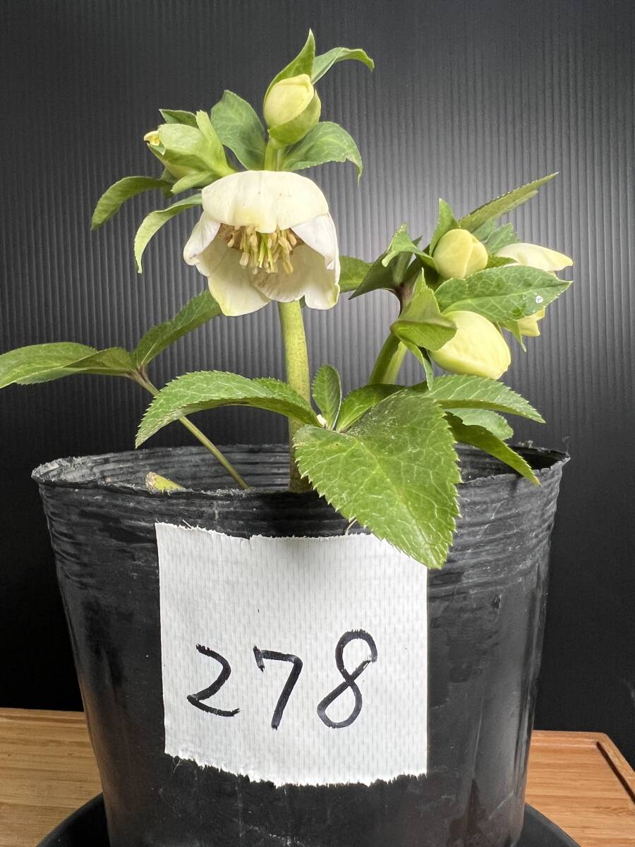 278◎小輪 カップ咲き ホワイト系 セミダブル 開花株 クリスマスローズ