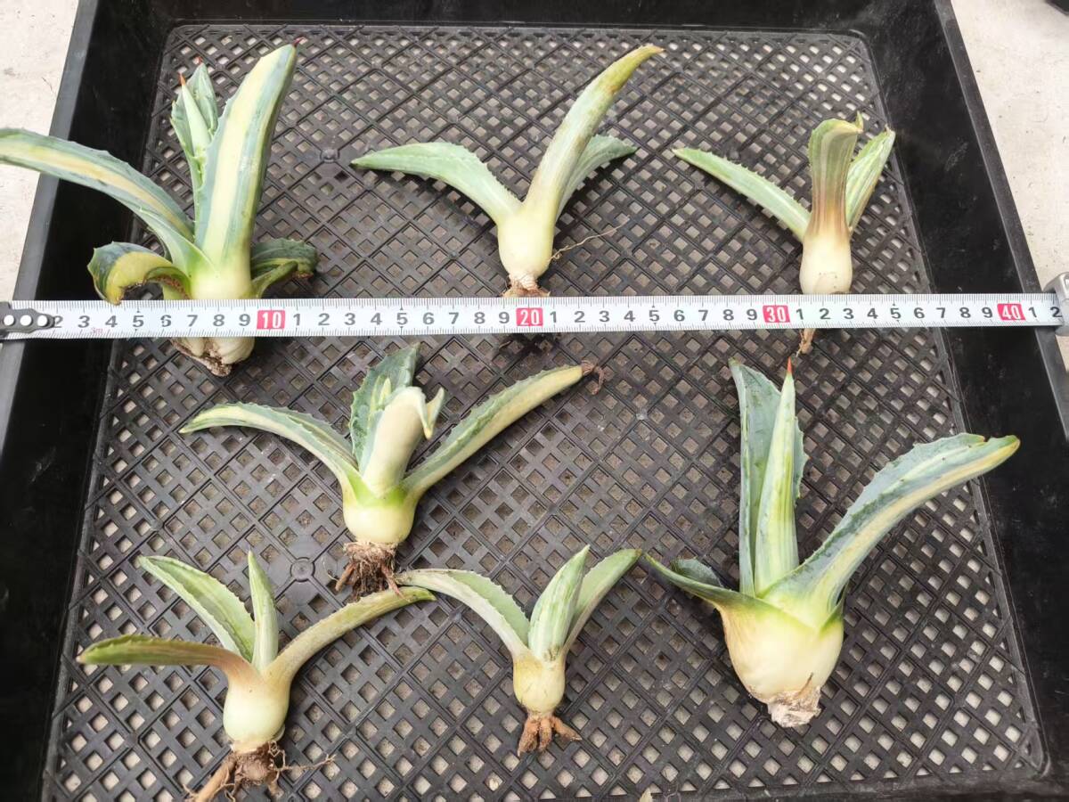 アガベ チタノタ 白鯨錦 縞斑錦 0 上澳園芸 Agave 永久斑 鮮明錦
