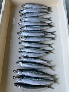 お得10キロ ウルメイワシ 中大 大物釣り 餌 １キロ１０～２０匹×１0＝10キロ １0０～２0