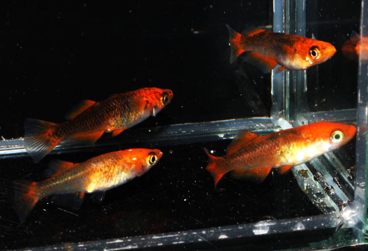 ★くらすめだか★飛燕メダカ　極上　２ペア　NO1_2