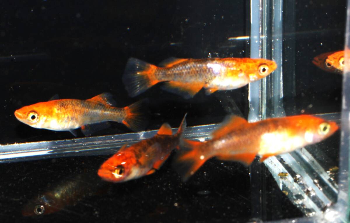 ★くらすめだか★飛燕メダカ　極上　２ペア　NO1_3