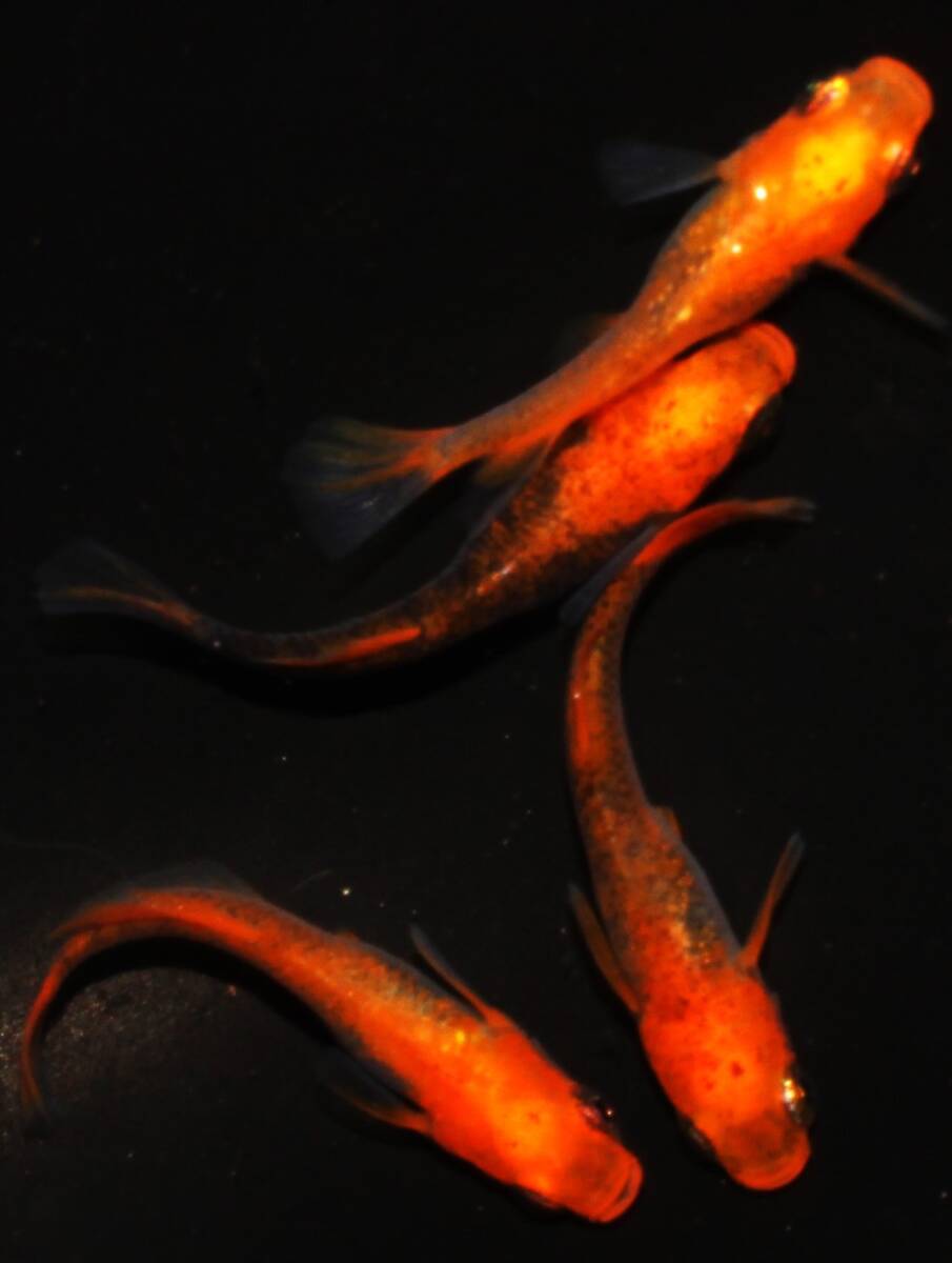 ★くらすめだか★飛燕メダカ　極上　２ペア　NO1_4