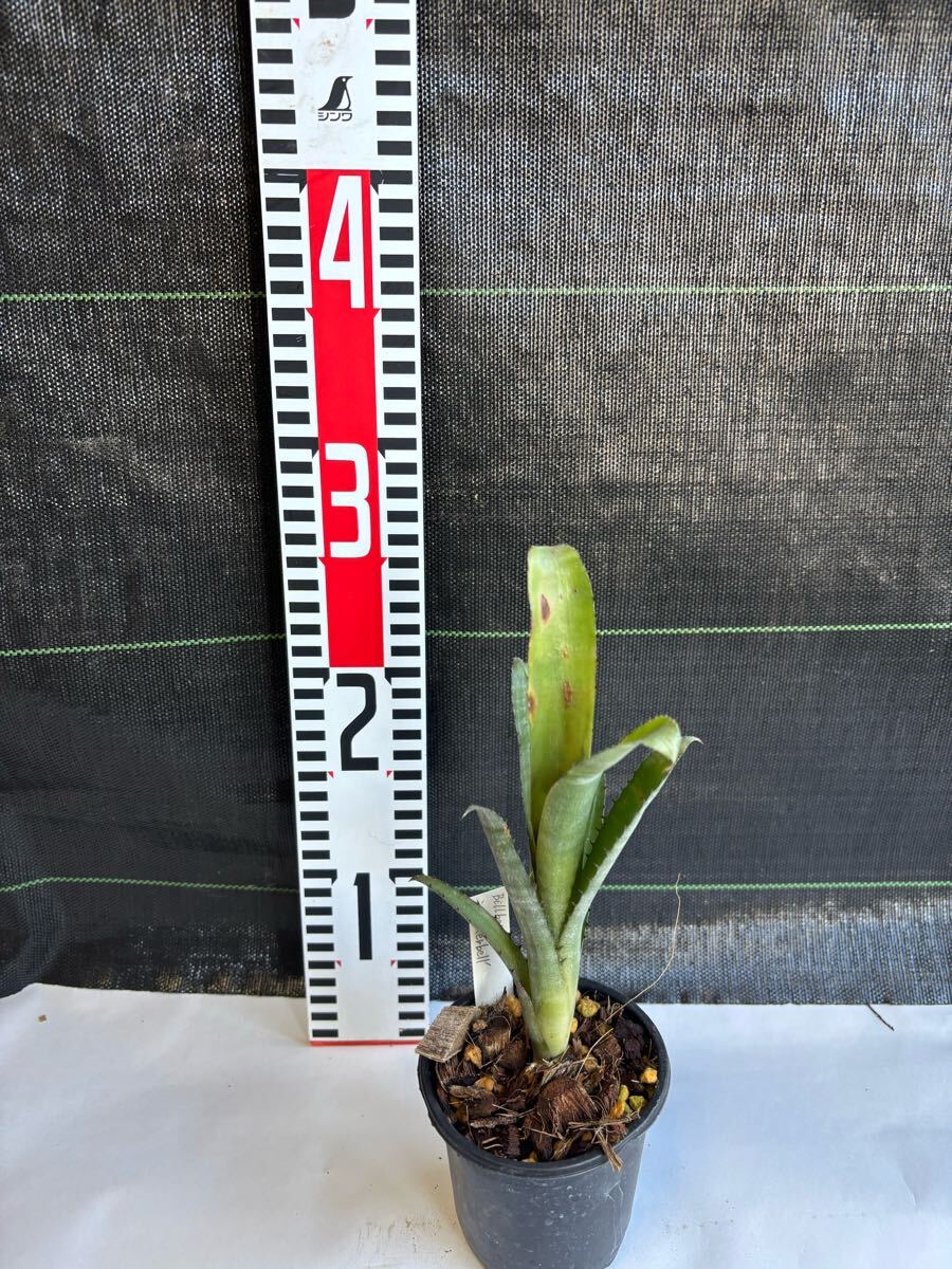ビルベルギア Billbergia Tinkerbell 非常にコンパクトに育つ
