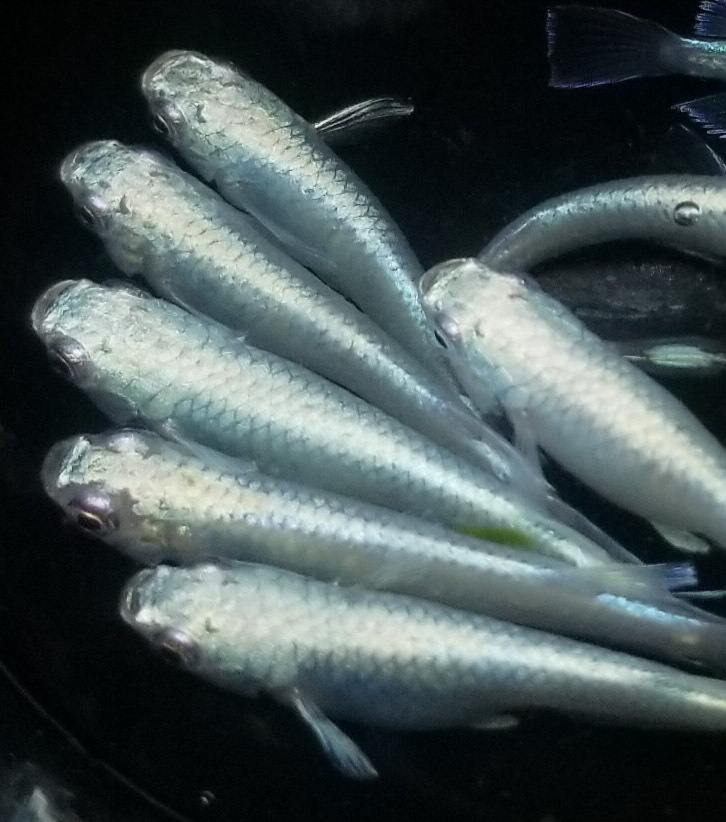 サンセット極龍めだか　の有精卵50個＋α_1